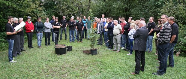 Neue Eiche im Firmengarten